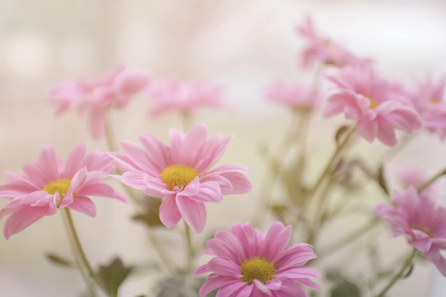 Frauen Hilfswerk Cottbus e.V.: Headerbild von Hinweise zum Datenschutz