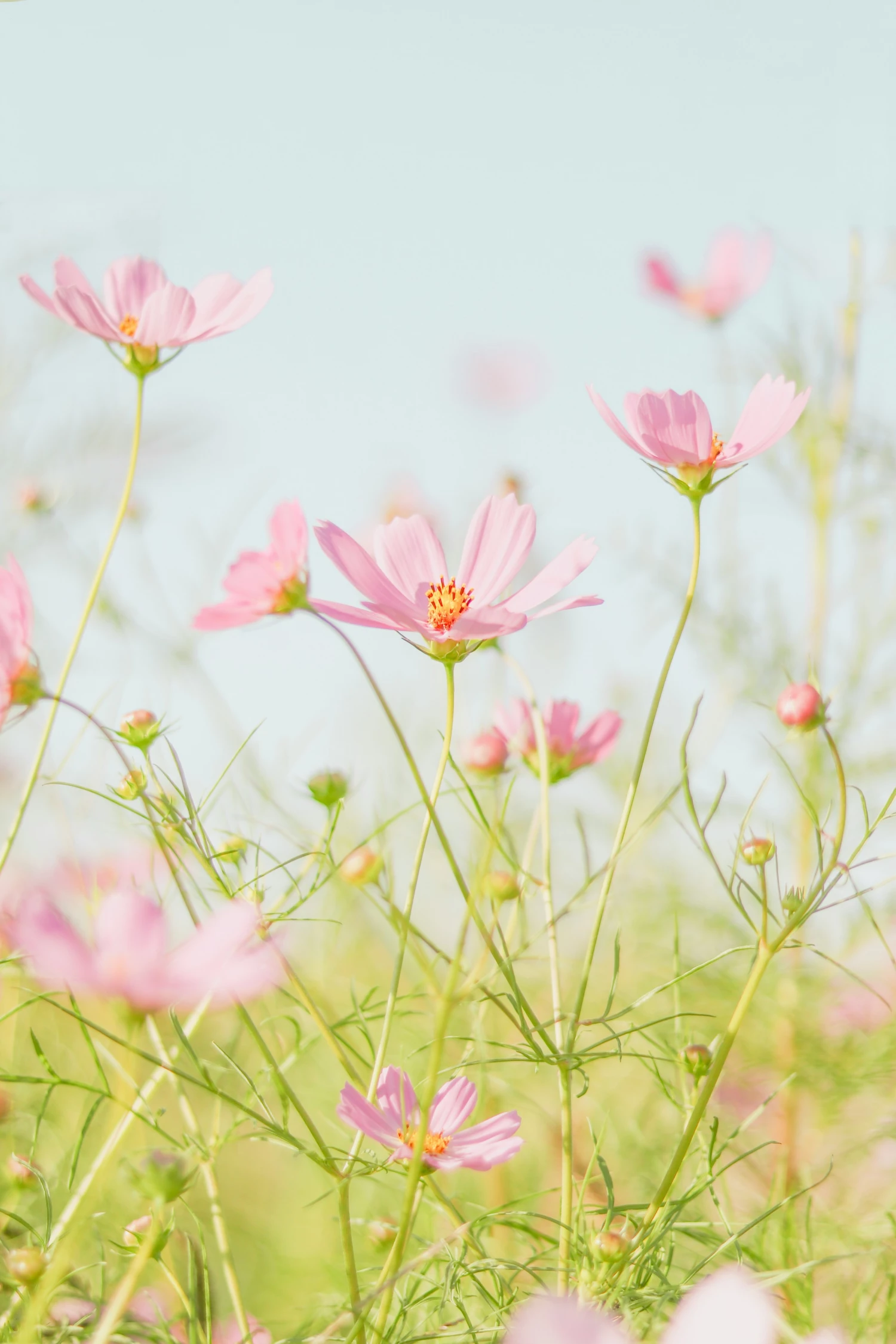 Frauen Hilfswerk Cottbus e.V.: Headerbild von Impressum